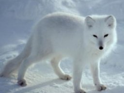 Renard arctique